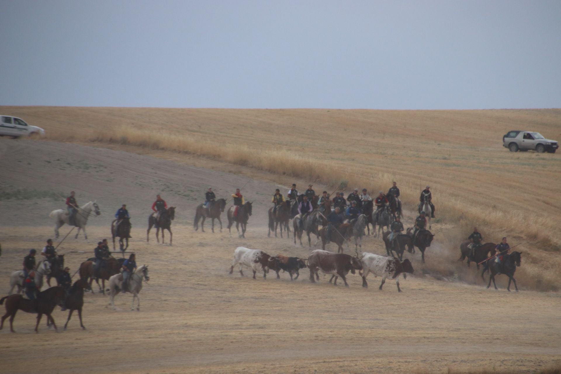 Fotos del quinto y último encierro de Cuéllar (1 de 3)