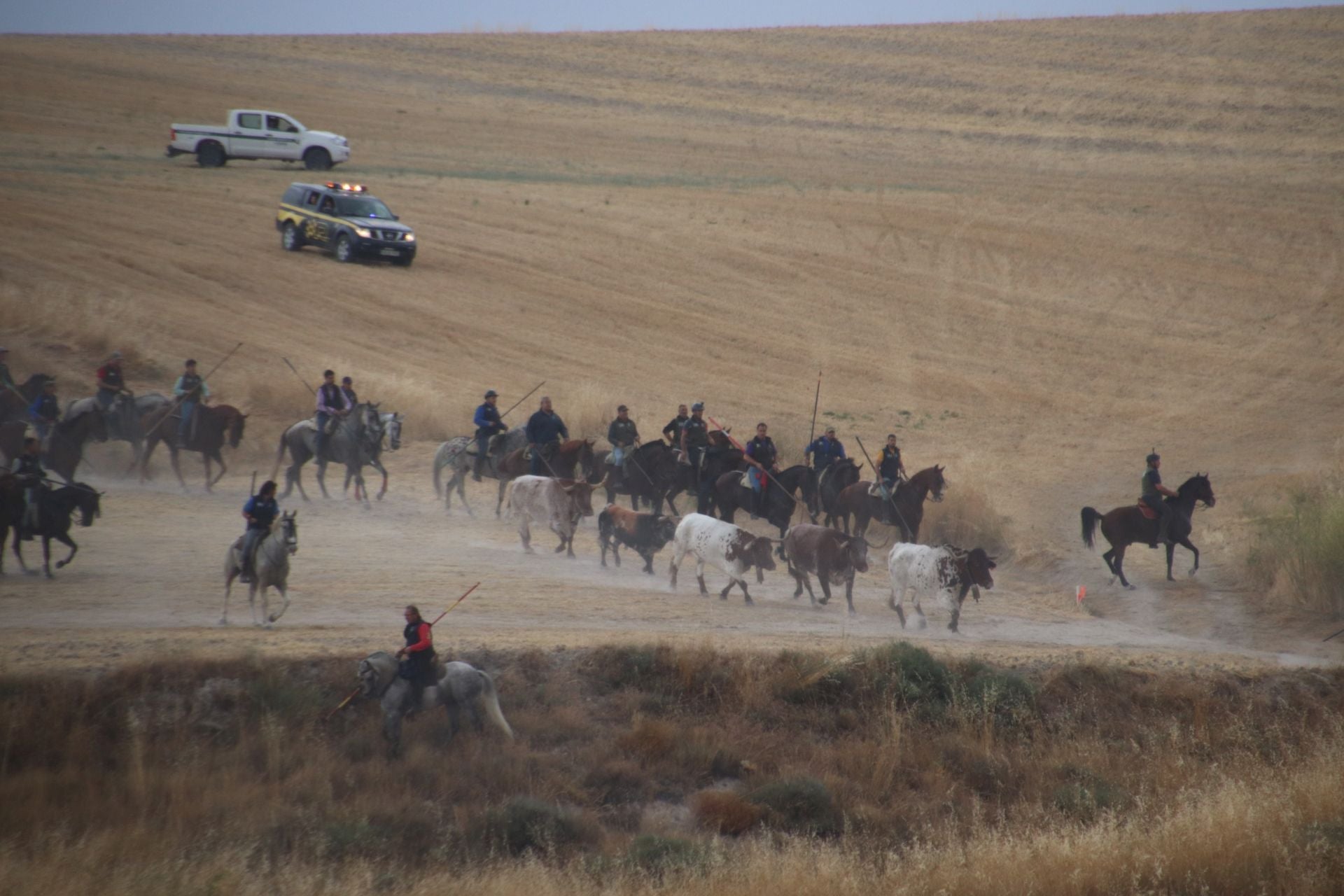 Fotos del quinto y último encierro de Cuéllar (1 de 3)