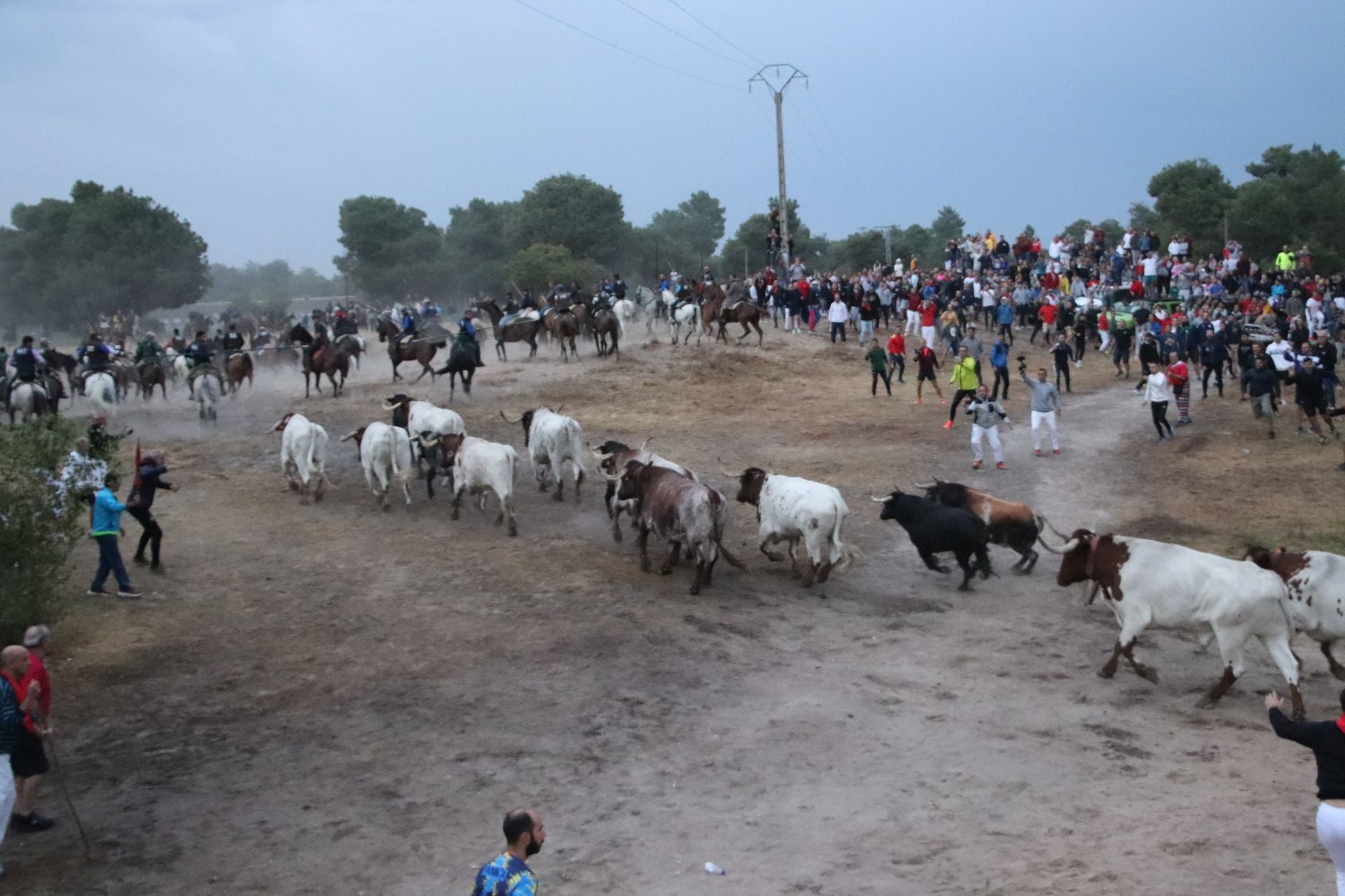 Fotos del quinto y último encierro de Cuéllar (1 de 3)