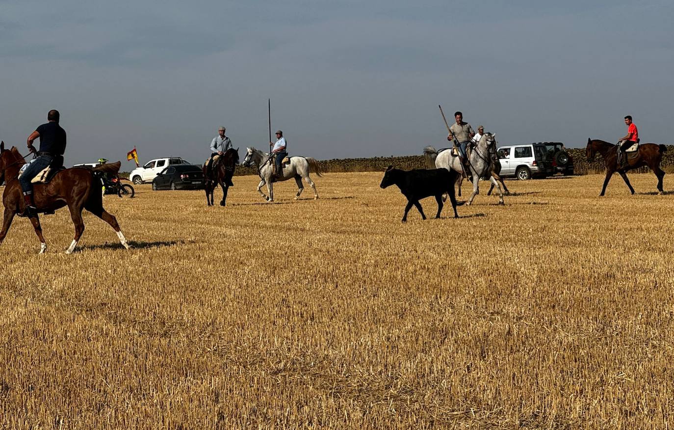 El encierro por el campo de Villalón, en imágenes