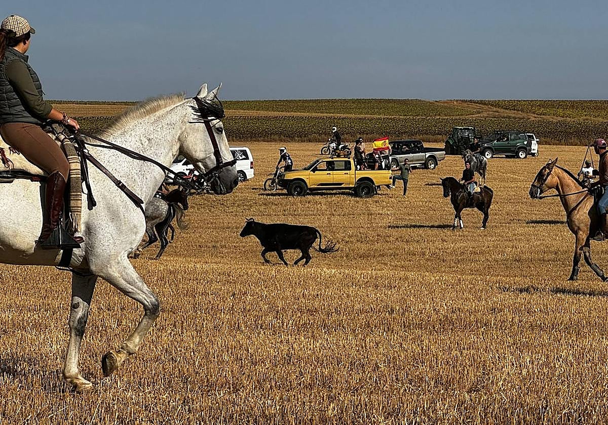Un momento del encierro en Villalón de Campos, este domingo.