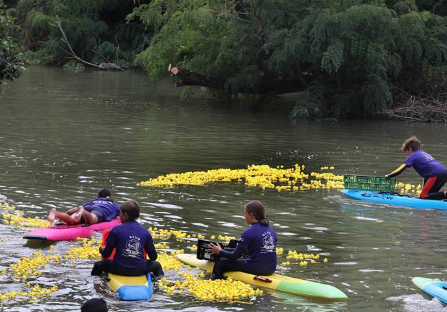 Suelta de los patitos.