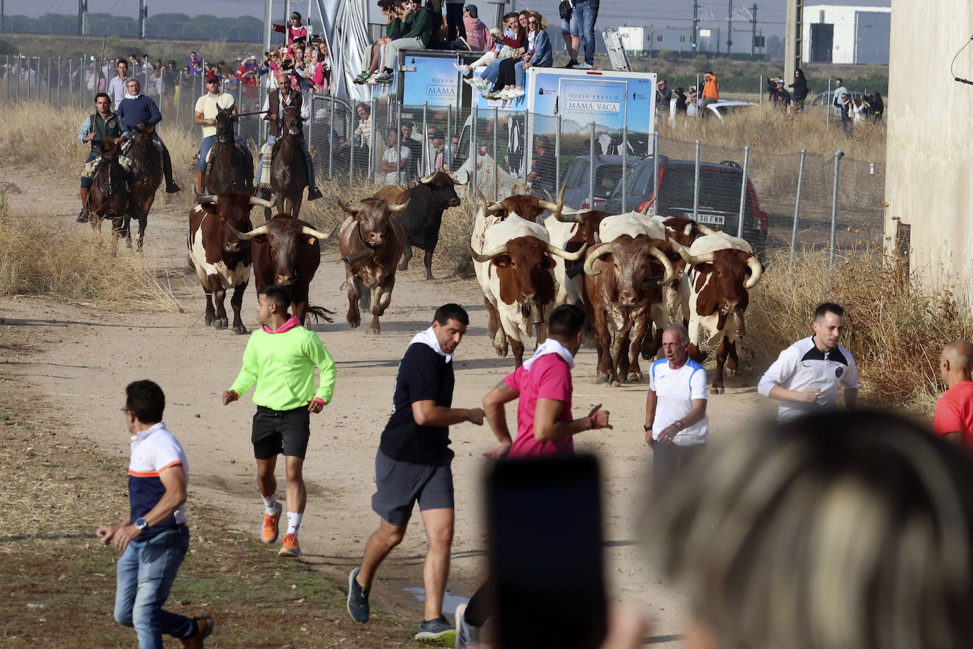 Primer encierro tradicional en las fiestas de Medina del Campo 2024