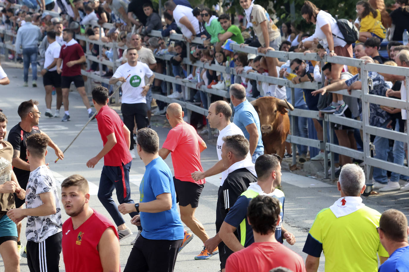 Primer encierro tradicional en las fiestas de Medina del Campo 2024