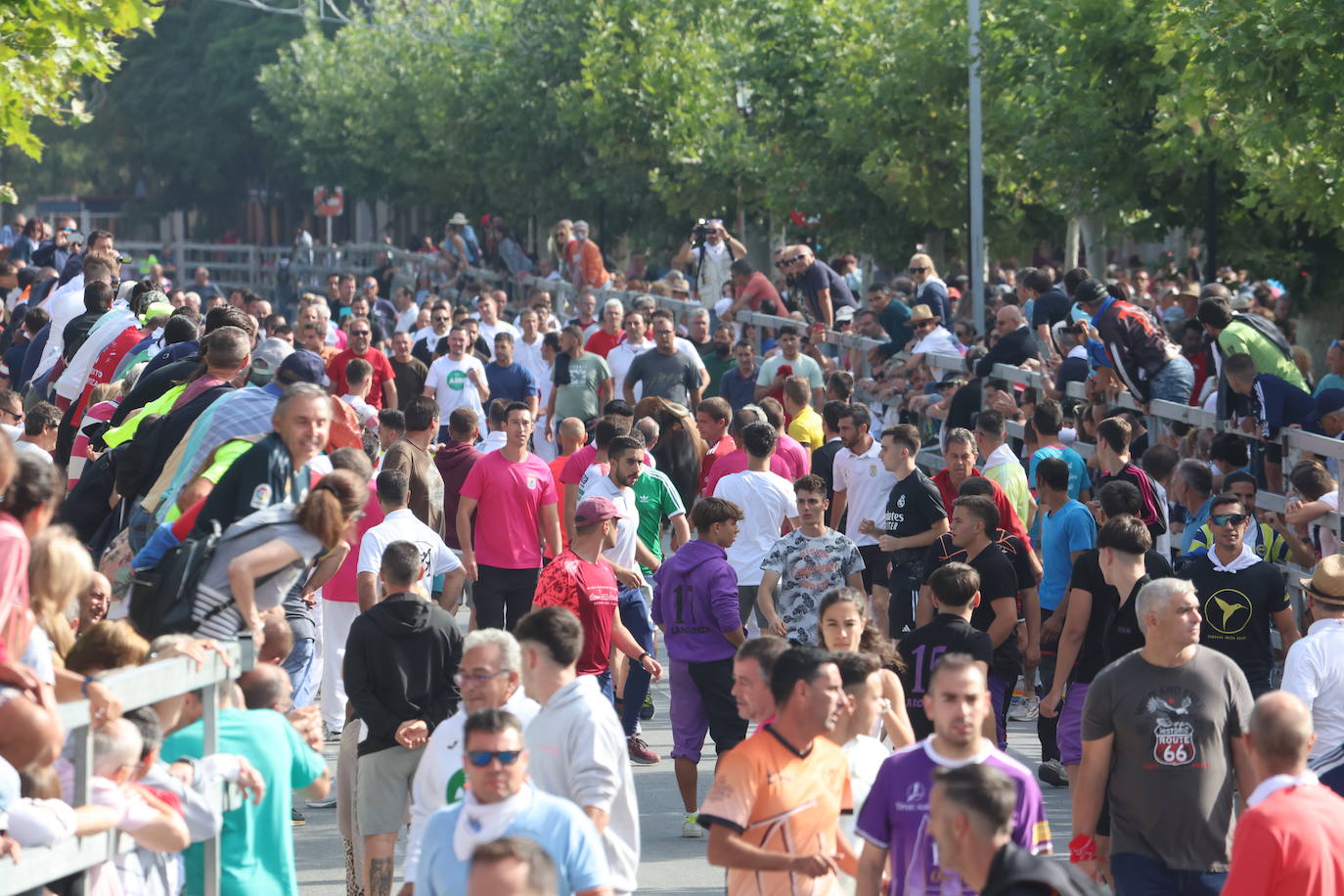 Primer encierro tradicional en las fiestas de Medina del Campo 2024