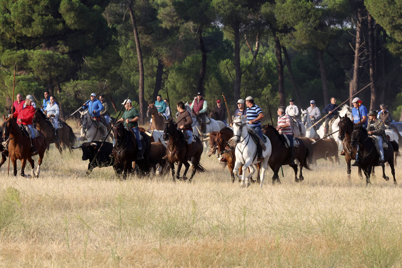 Primer encierro tradicional en las fiestas de Medina del Campo 2024