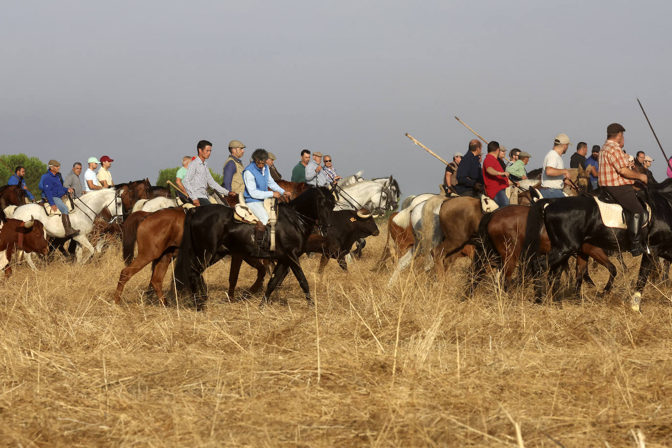 Primer encierro tradicional en las fiestas de Medina del Campo 2024