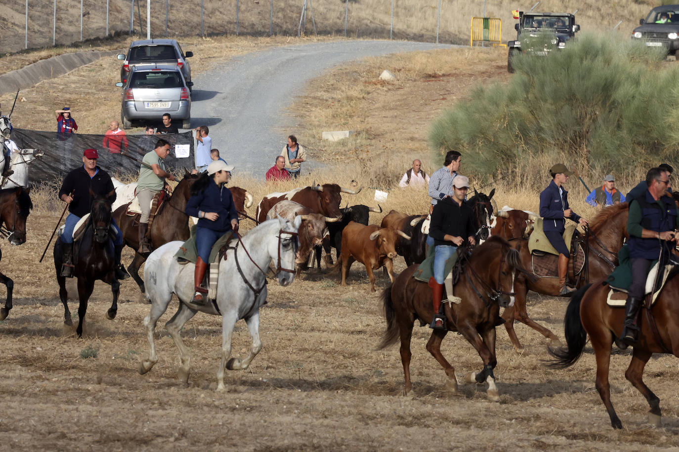 Primer encierro tradicional en las fiestas de Medina del Campo 2024