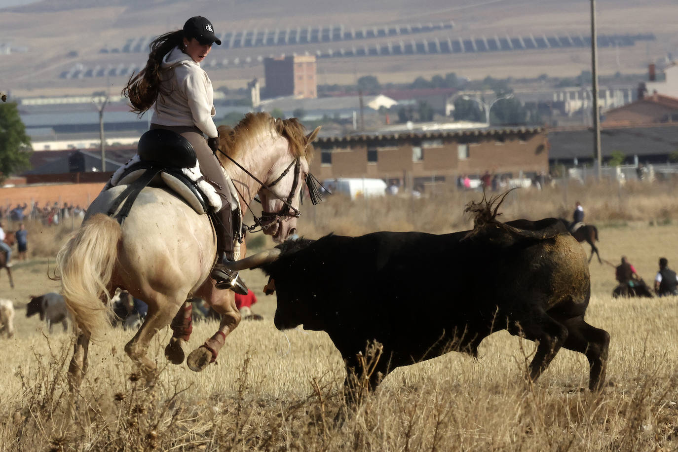 Primer encierro tradicional en las fiestas de Medina del Campo 2024