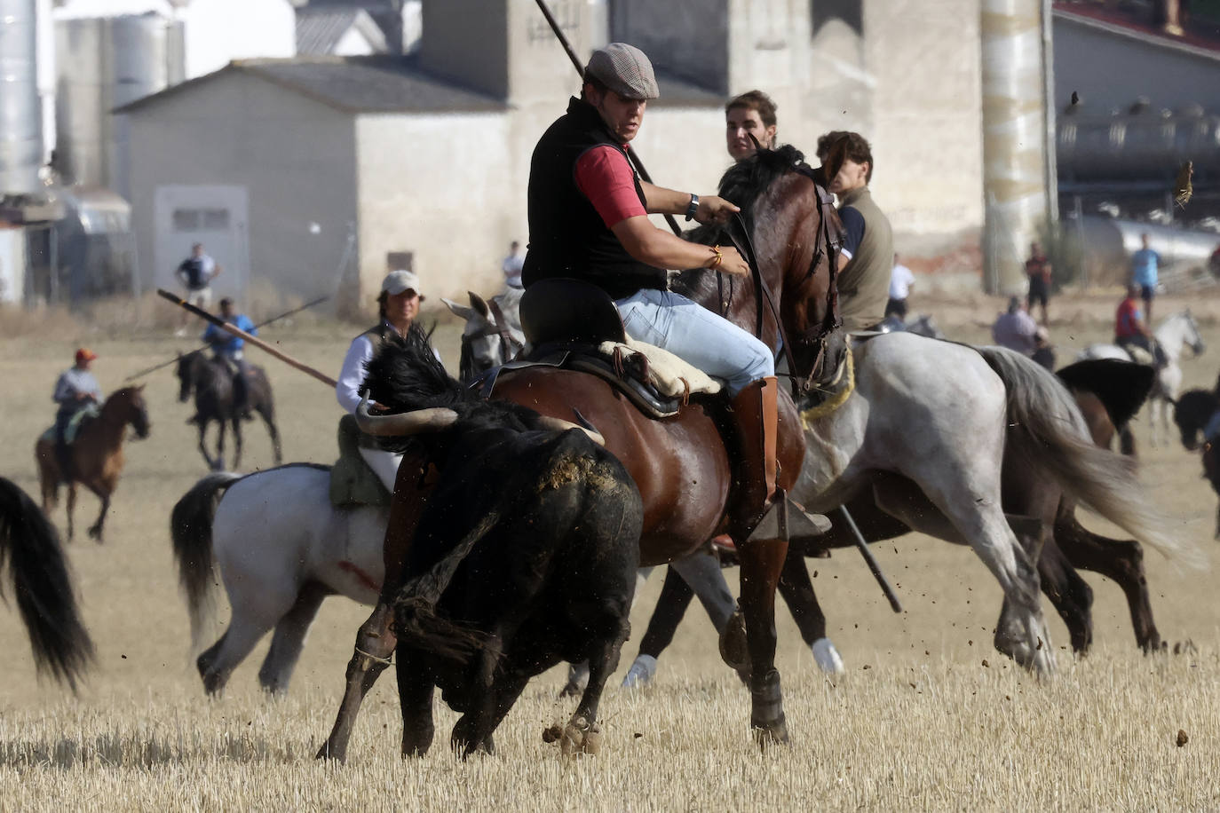 Primer encierro tradicional en las fiestas de Medina del Campo 2024