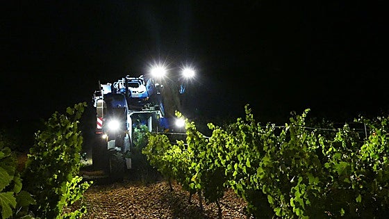 La D. O. Rueda recuerda que la Godello lleva plantada en la zona desde 1996