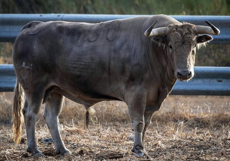 Uno de los toros de Domecq.