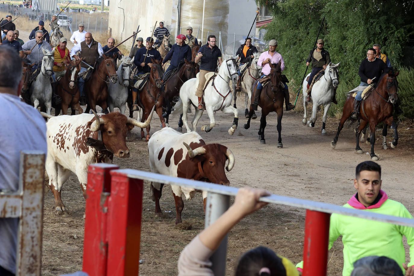 Imágenes del cuarto encierro de Medina del Campo