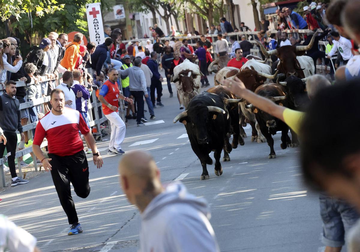 Imágenes del cuarto encierro de Medina del Campo