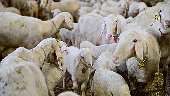 Subida del vacuno de carne, lechazos y alfalfa en la lonja de León