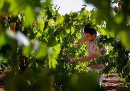 Alberto Moro, de la bodega El Lagar de Moha, uno de los viticultores de la D. O. Rueda que ha apostado por la Godello.