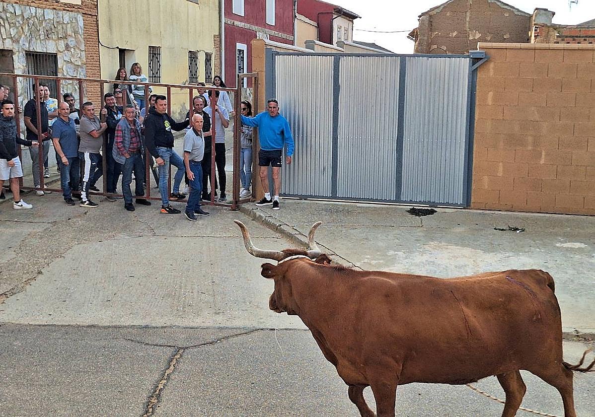 Varios aficionados citan a la vaca enmaromada desde la talaquera.