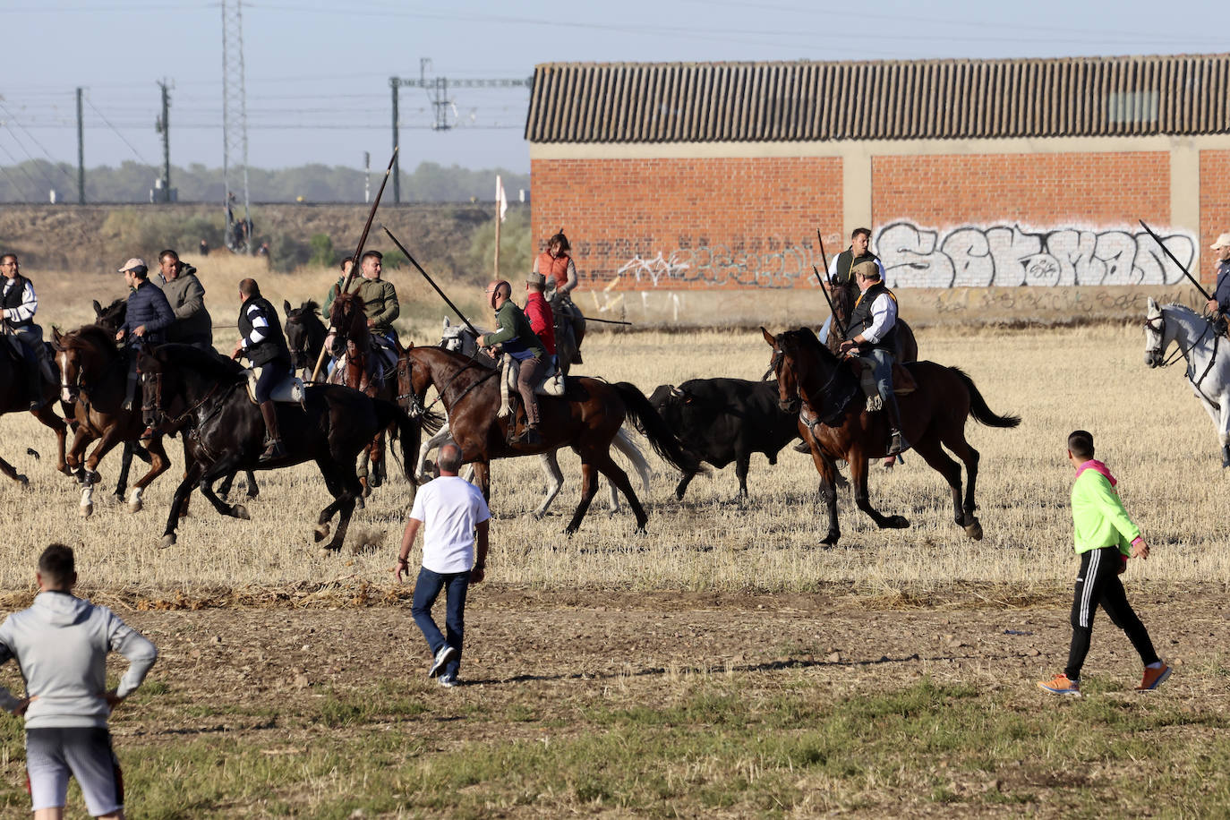 Medina del Campo se anima con otro encierro