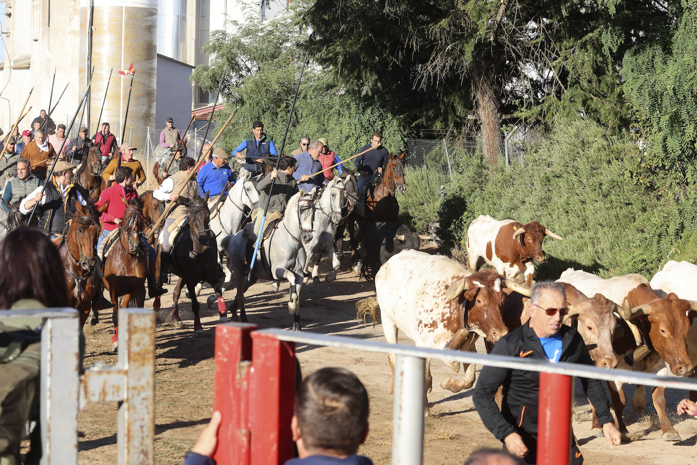 Medina del Campo se anima con otro encierro