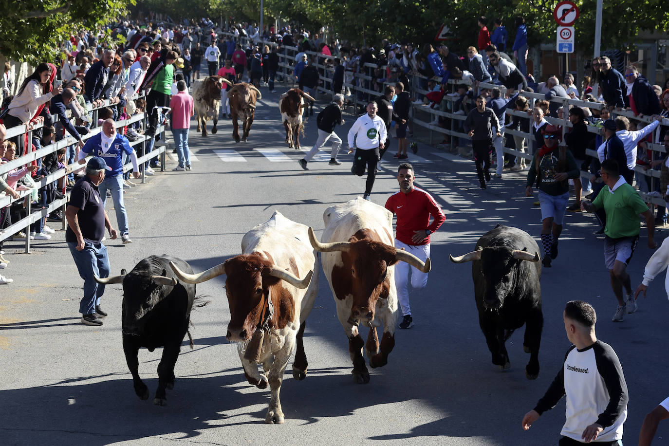 Medina del Campo se anima con otro encierro