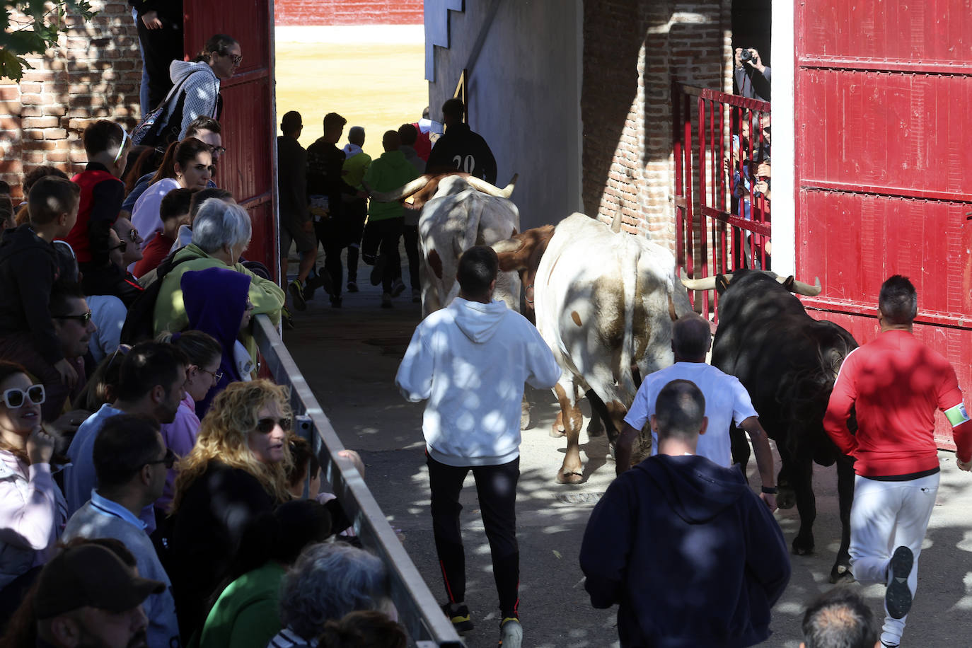 Medina del Campo se anima con otro encierro