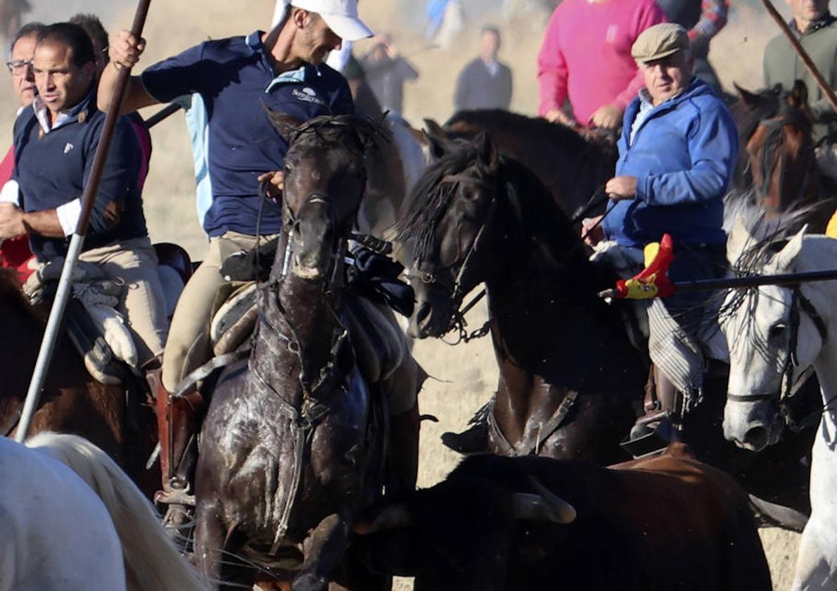 Momneto de la cogida a uno de los caballos, este domingo en Medina del Campo.