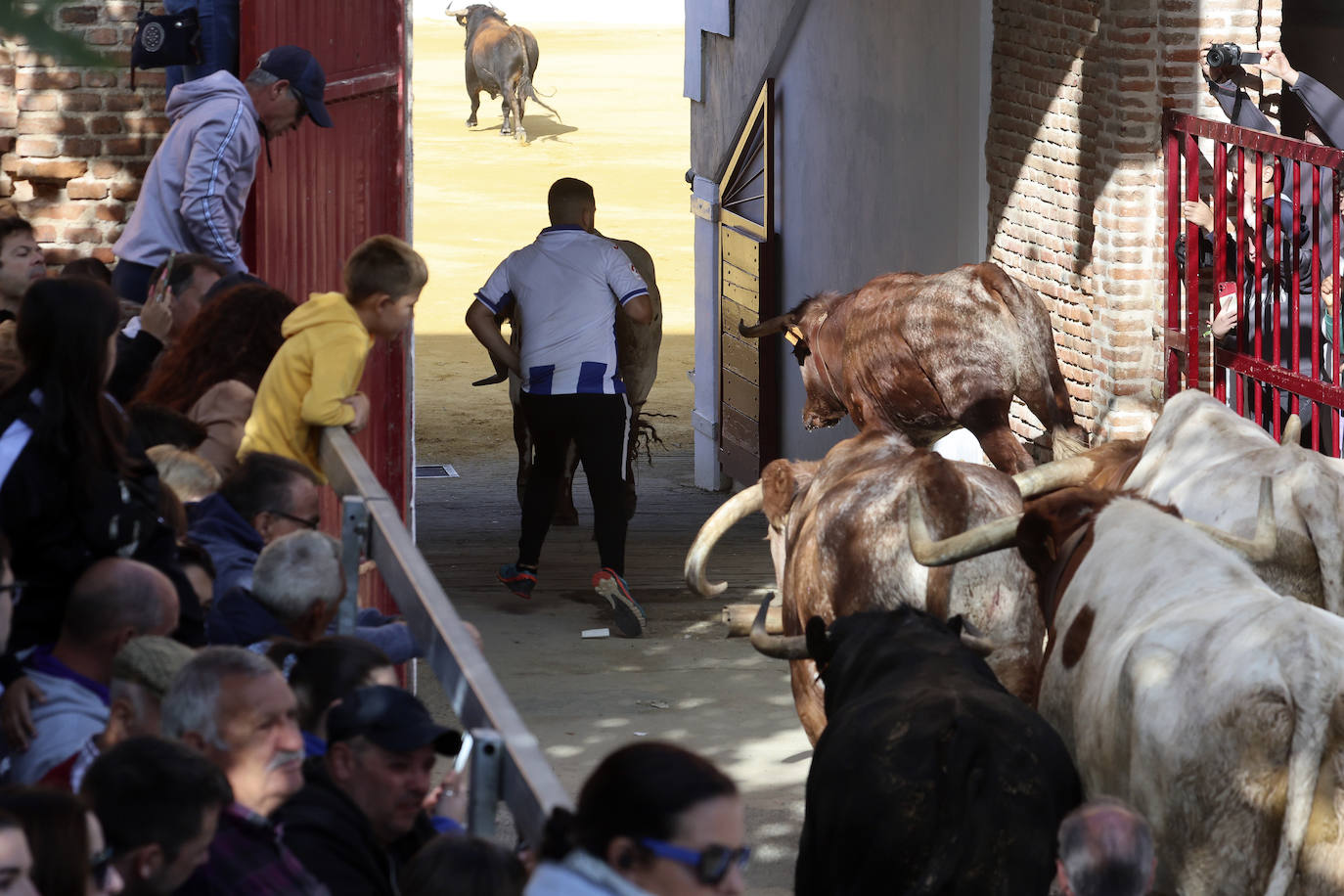 Encierro del domingo en Medina del Campo