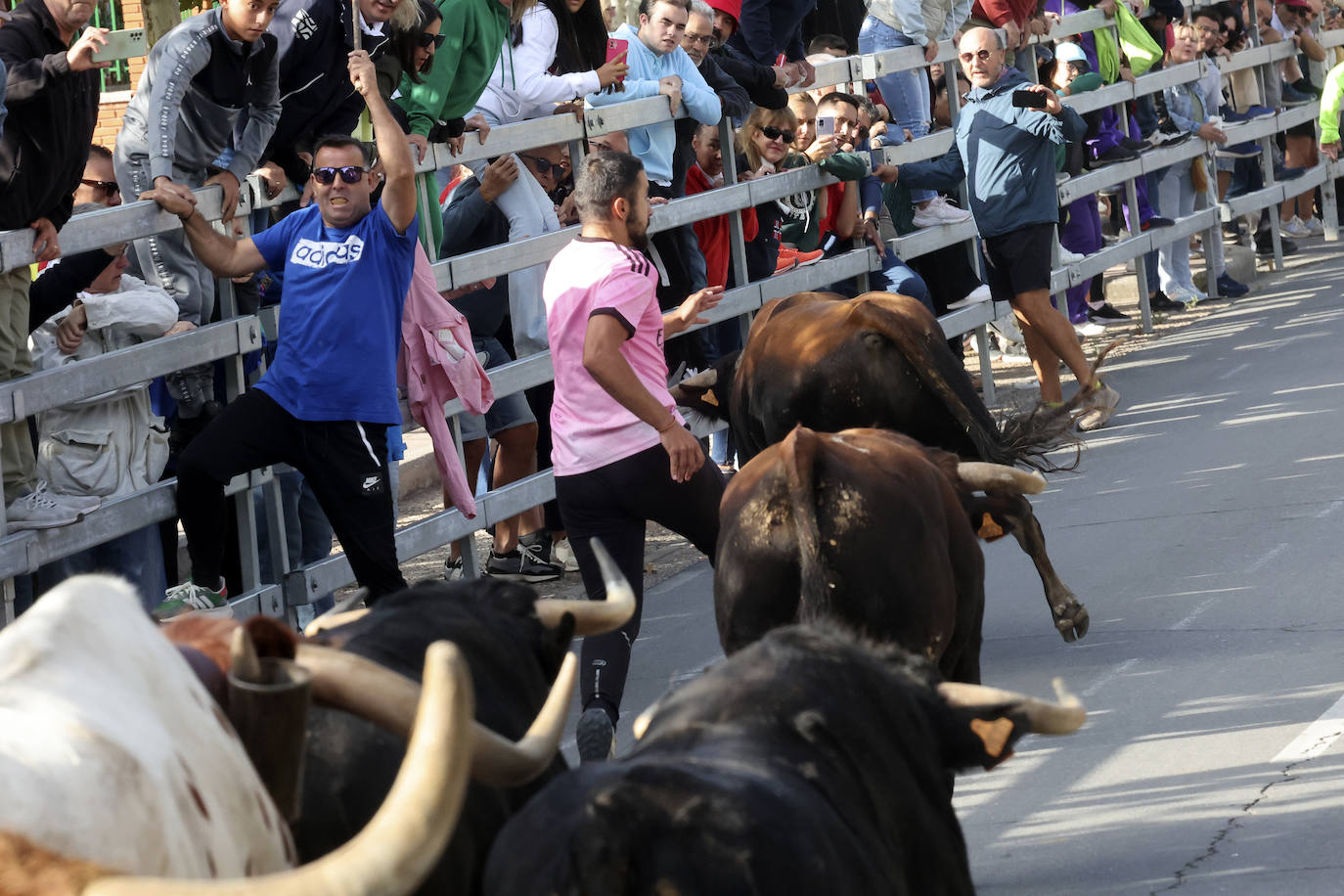 Encierro del domingo en Medina del Campo