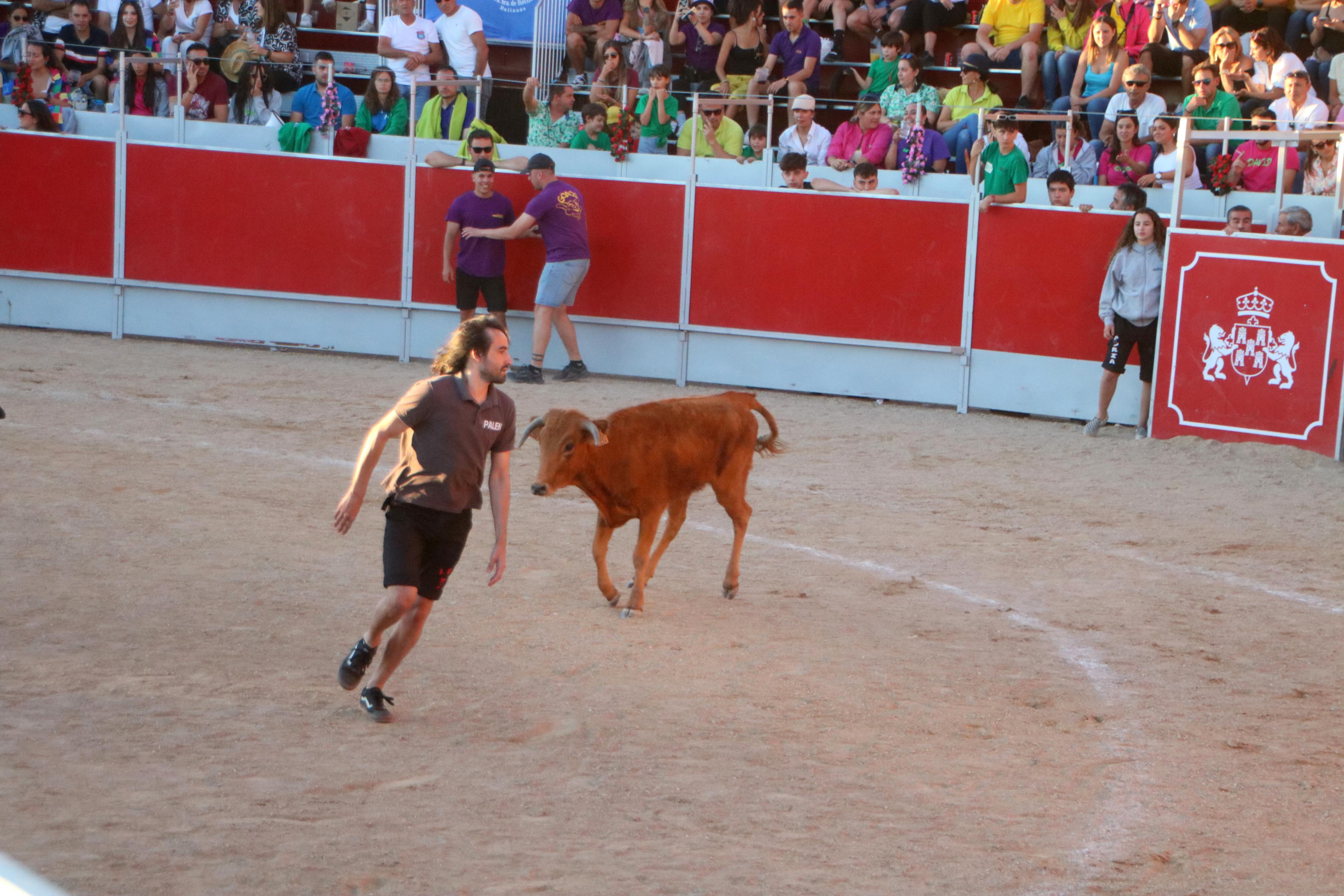 Baltanás celebró tres Festejos Taurinos