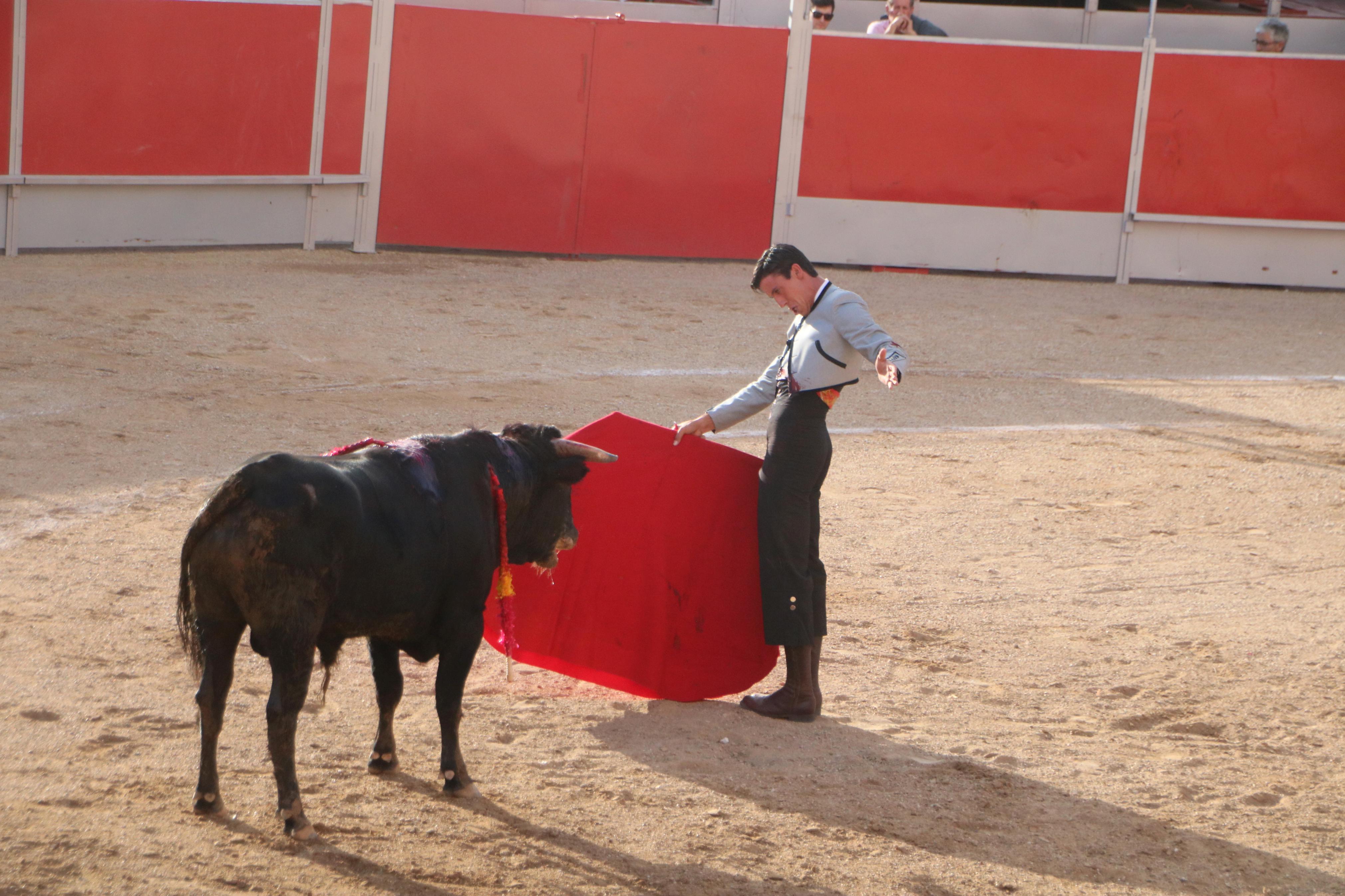 Baltanás celebró tres Festejos Taurinos