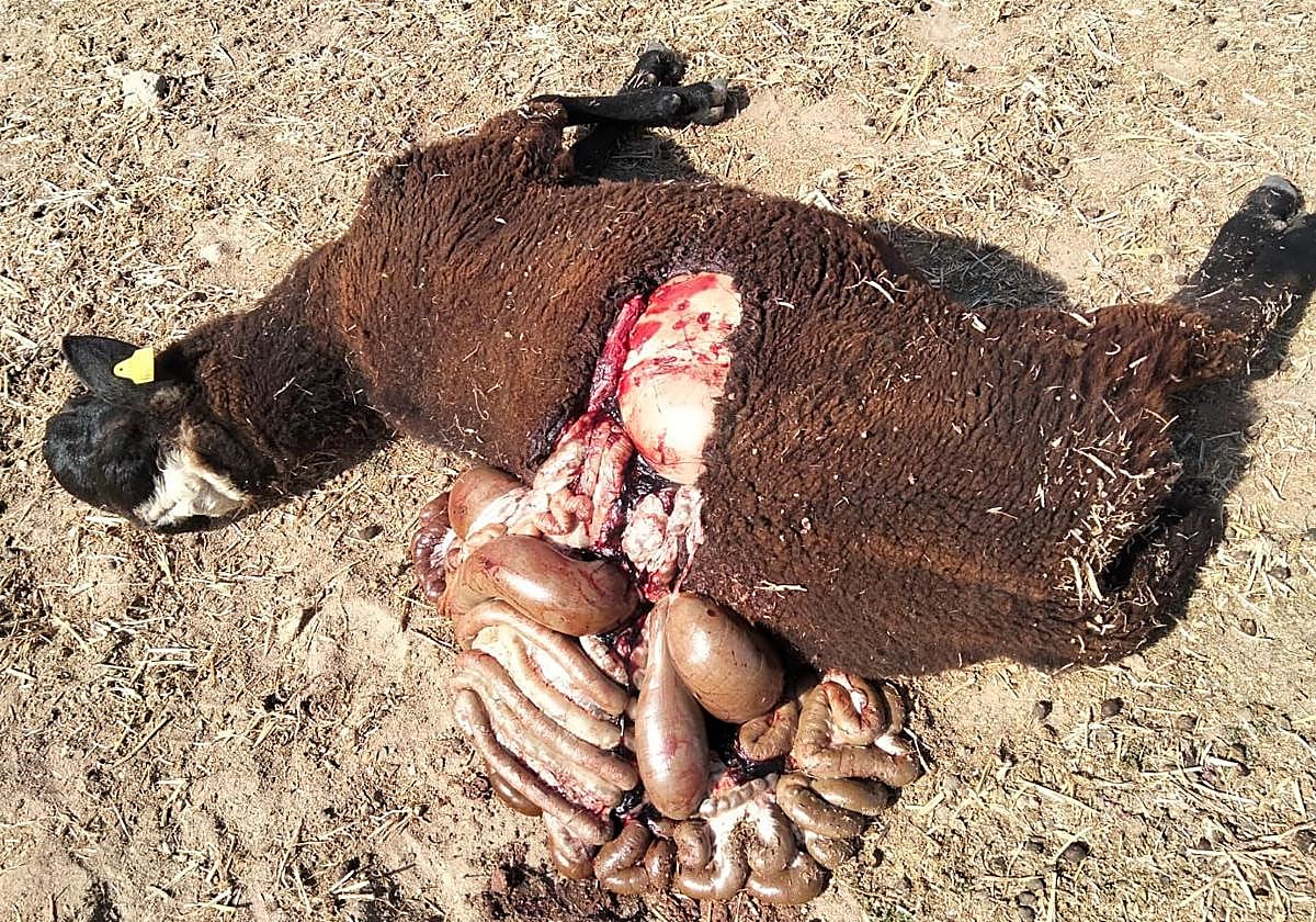 Los restos de uno de los carneros que murieron en un aparente ataque de lobos en Zamora.