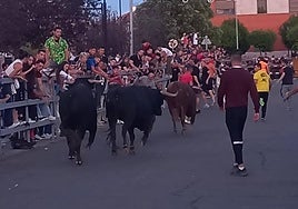 Los astados completan el recorrido del último encierro.