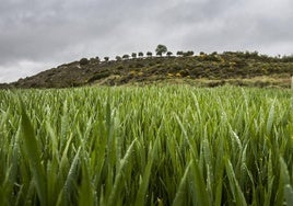 Campo de cereal.