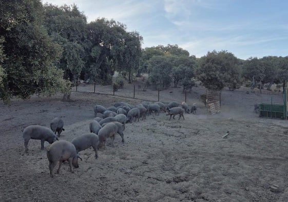 Cerdos preparados para entrar en la próxima montanera en Ituero de Azaba, Salamanca.