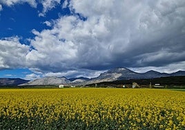 Limagrain Field Seeds Ibérica centra su labor de investigación en programas de mejora vegetal adaptados a las condiciones locales.