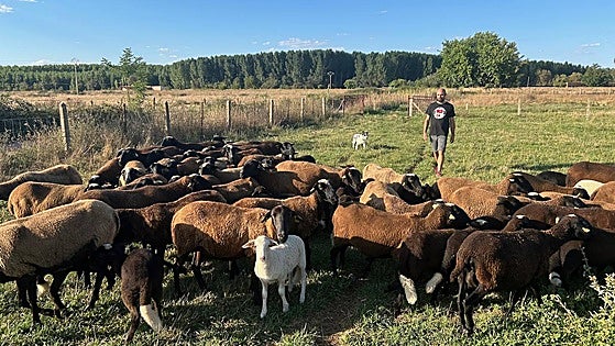 Moruecos y cancinas criados en la Ribera del Águeda