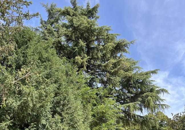 El cedro singular del Campo Grande estuvo a punto de ser talado.