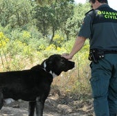 Investigado por dejar morir a un perro por falta de cuidados