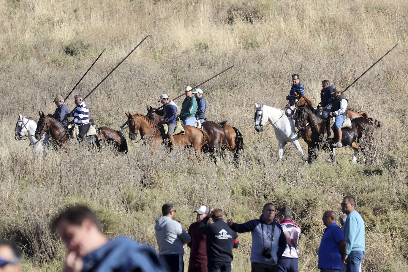 Las imágenes del encierro campero de Arrabal de Portillo