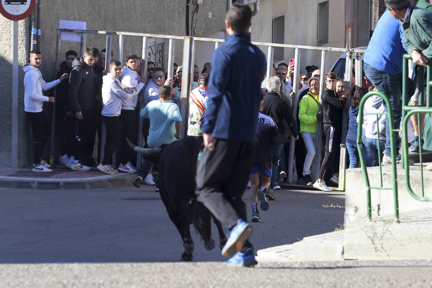 Las imágenes del encierro campero de Arrabal de Portillo