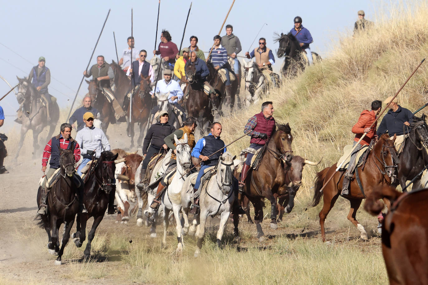 Las imágenes del encierro campero de Arrabal de Portillo