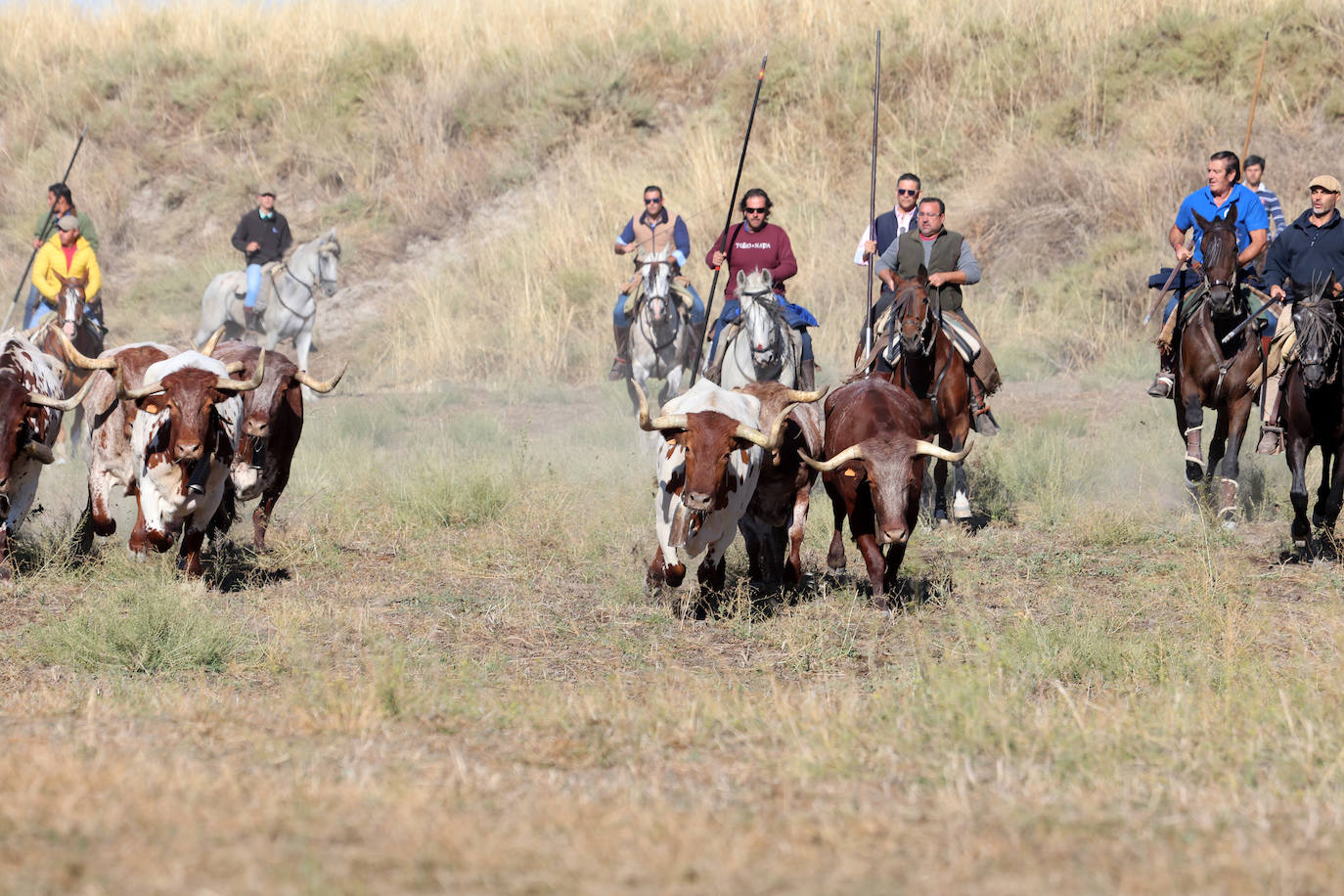 Las imágenes del encierro campero de Arrabal de Portillo