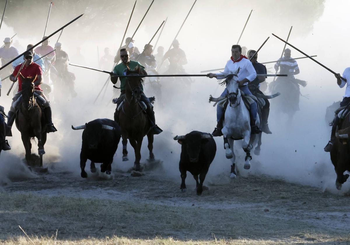 Los caballistas conducen a dos toros hacia las calles de Tordesillas.