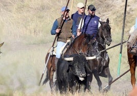 Los caballistas guian a uno de los toros durante el encierro de este domingo.