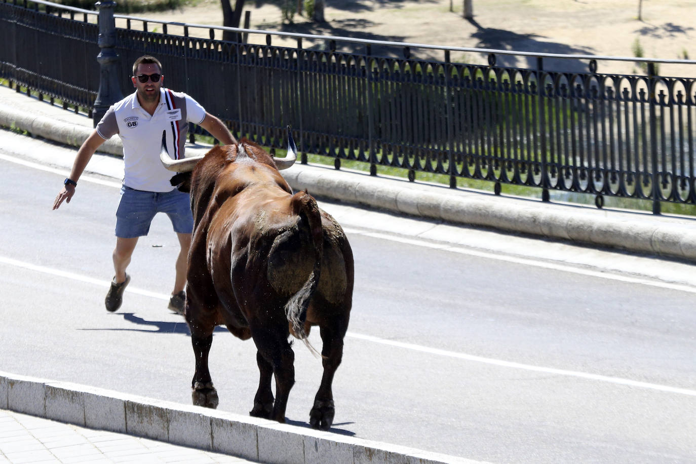 Las imágenes del toro del cajón de Tordesillas