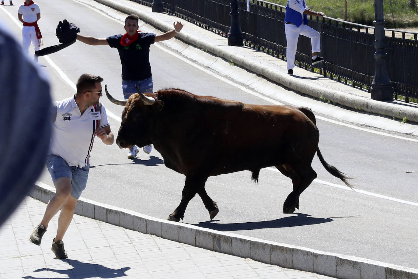 Las imágenes del toro del cajón de Tordesillas