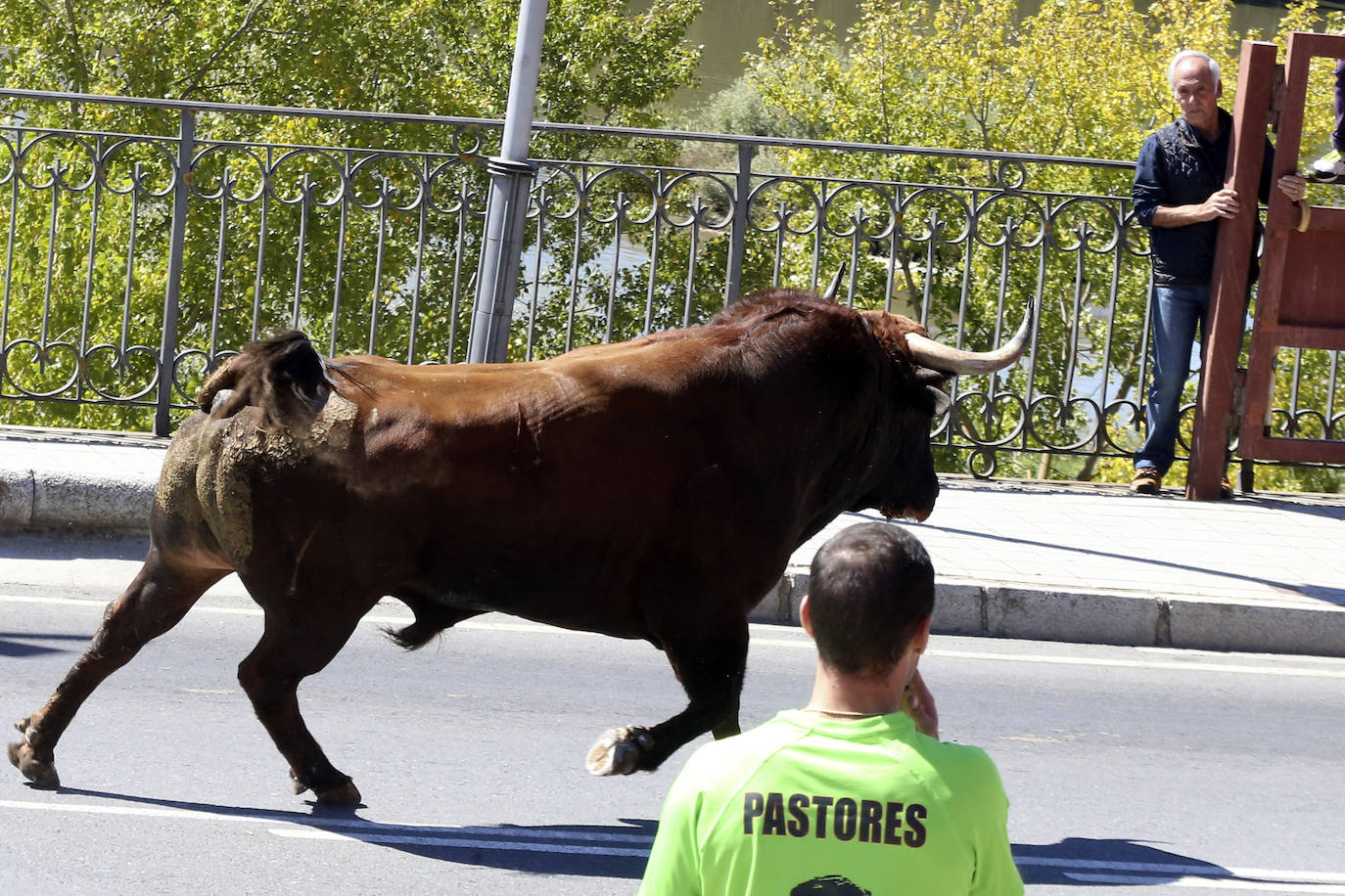 Las imágenes del toro del cajón de Tordesillas