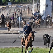 El segundo encierro de las fiestas de Tordesillas, rápido y limpio