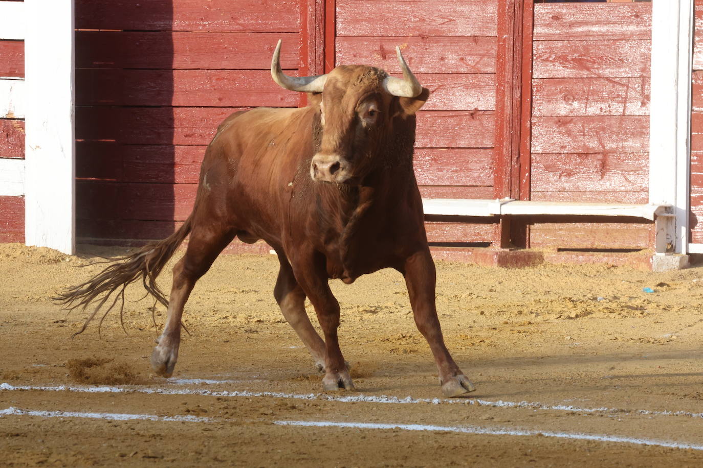 La novillada en Tordesillas, en imágenes