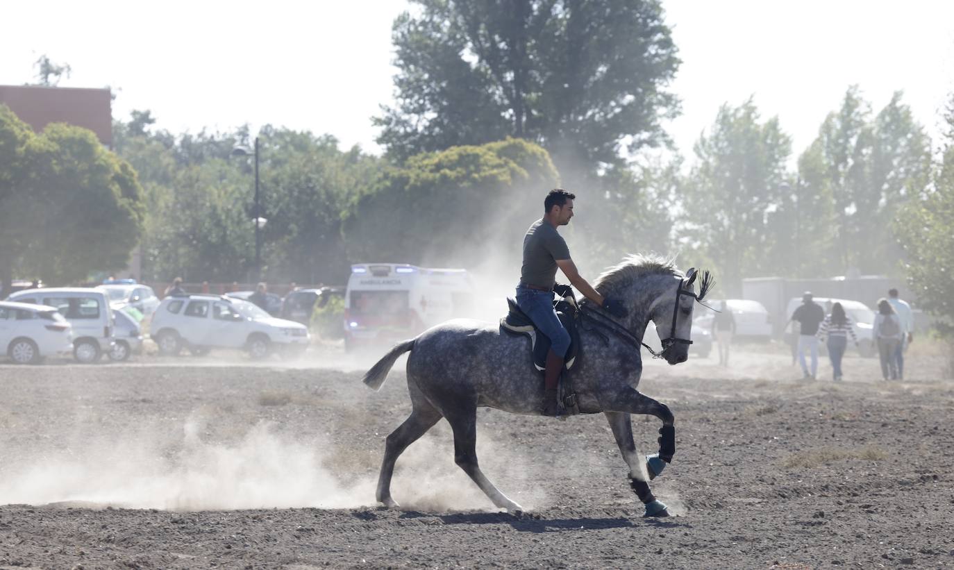 El festejo del Toro de la Vega 2024 en imágenes